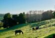 101 Trig Road, , Whitford,